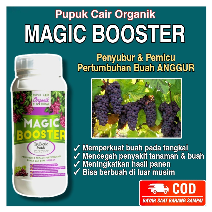 MAGIC BOOSTER,Pupuk Anggur Agar Berbuah, Booster Anggur Perangsang Bunga & Pembesar Buah Anggur