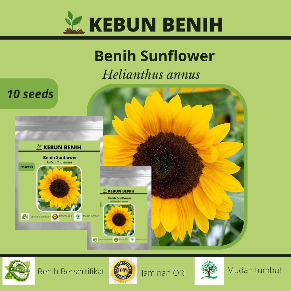 Benih Tanaman Sunflower Kualitas Unggul