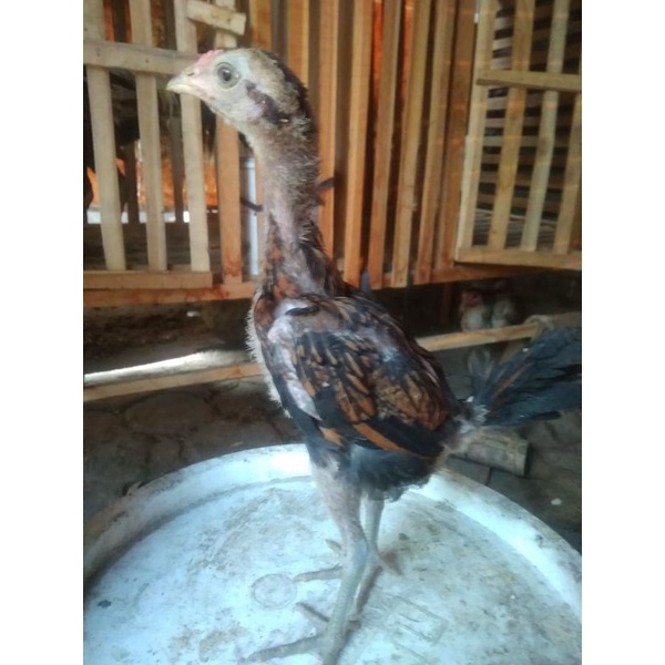 Pama Ninja BL Ori Plus VitaChik Vitamin Ayam