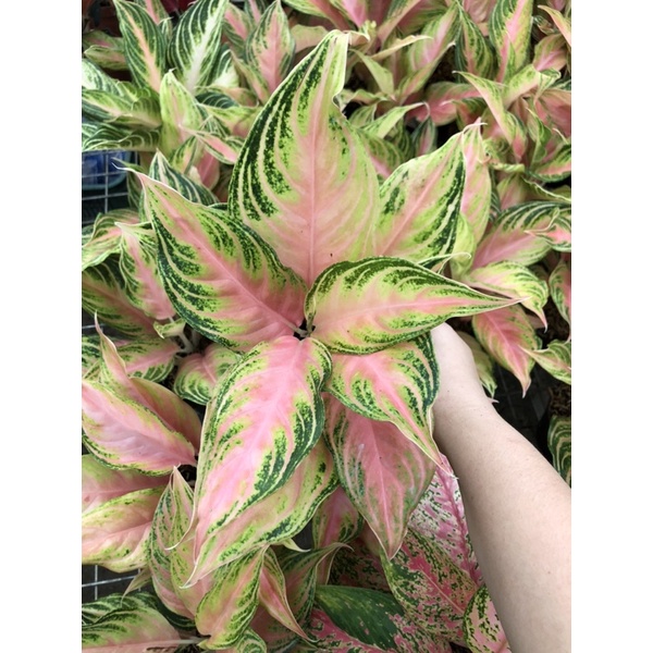 Aglaonema Pink Sunset