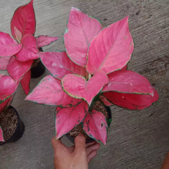 Tanaman hias aglonema red anjamani/tanaman aglonema red anjamani/pohon aglonema red anjamani