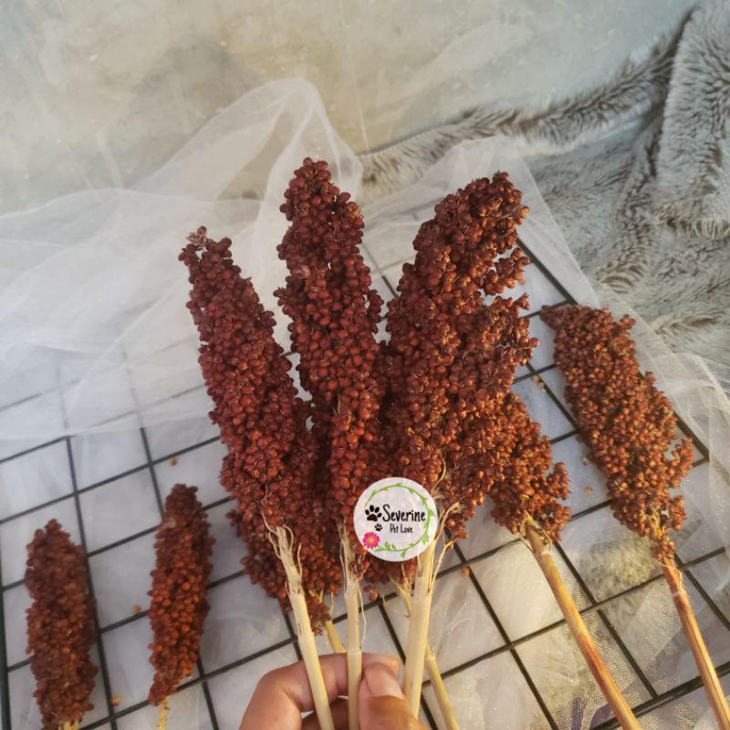 Red Sorgum Bioguma Spray hamster Shorgum sorghum Red Bioguma | camilan hamster snack hamster