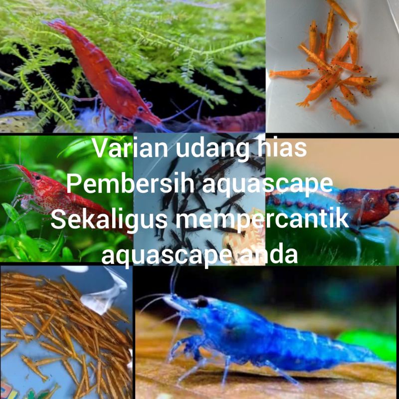 tanaman aquascape / pembersih aquascape