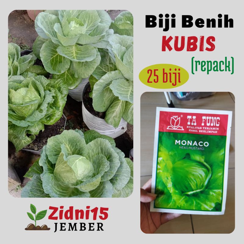 25biji Benih Kubis MONACO bibit sayuran kobis kol