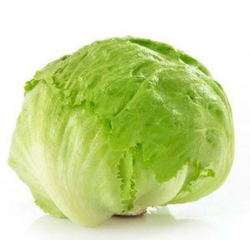 

SELADA BOKOR/LETTUCE ICEBERG 1000gr