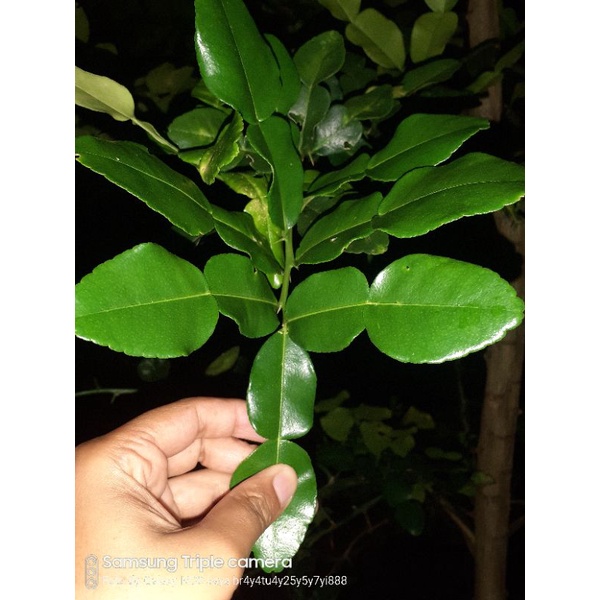 

daun jeruk wangi/purut/daun jeruk bumbu 1kg