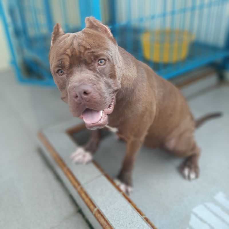 Jual Anjing Online: Antara Peluang, Etika, dan Regulasi