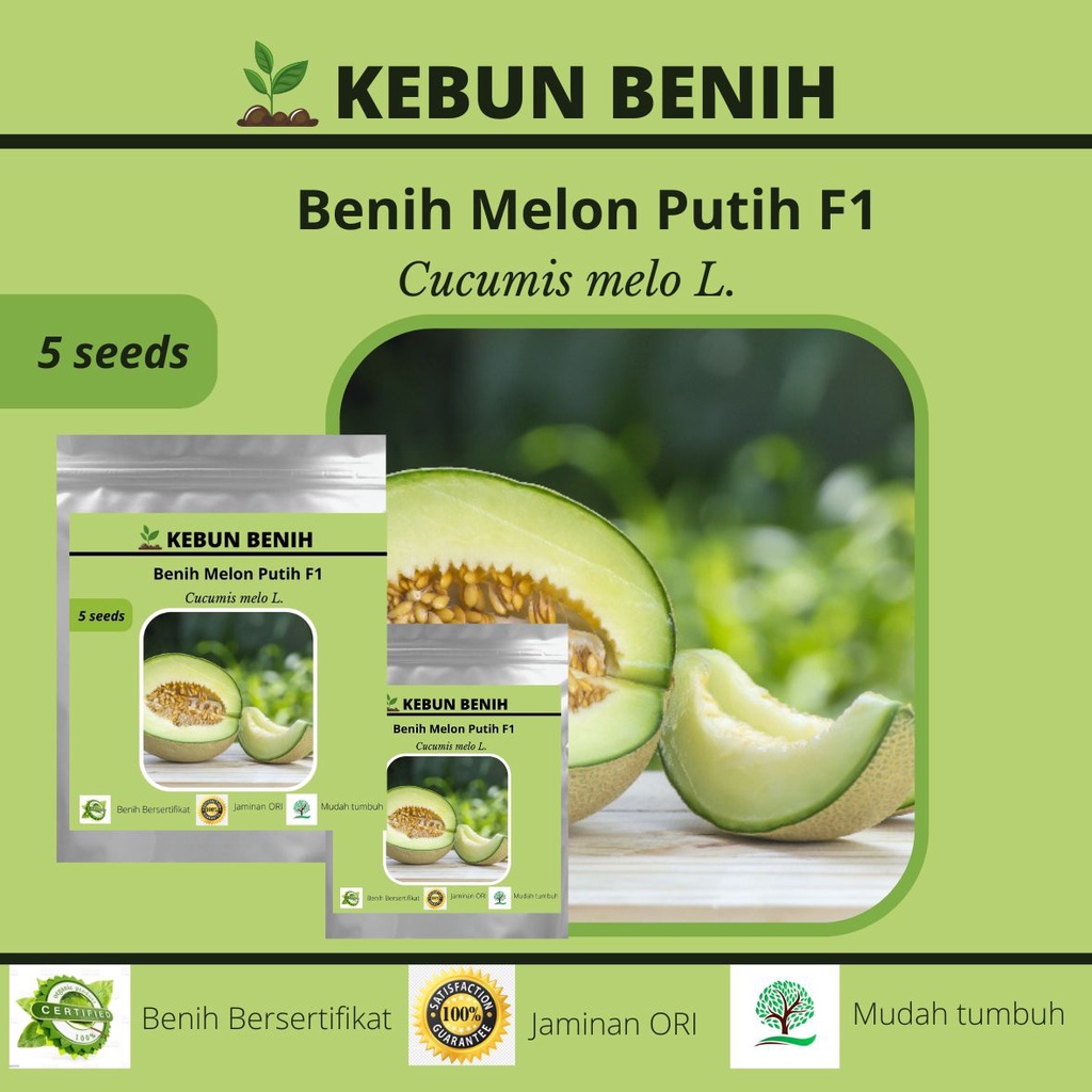 Benih Tanaman Buah Melon Kualitas Unggul