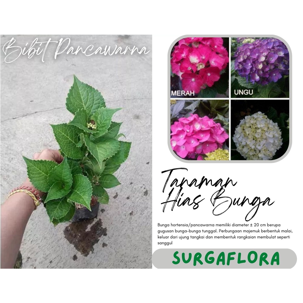 Bibit Tanaman Hidup Bunga Pancawarna Siap Berbunga - Bibit Tanaman Hortensia