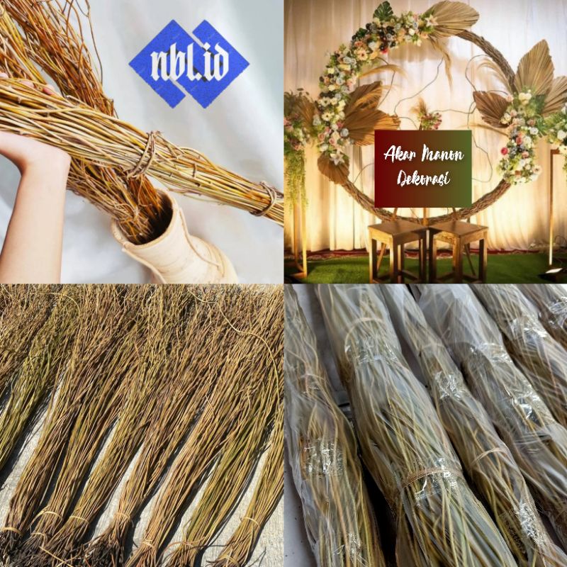 Akar Manon Untuk Dekorasi / Akar Mentau