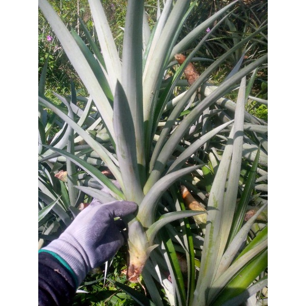 100 bibit nanas jumbo daun tanpa duri