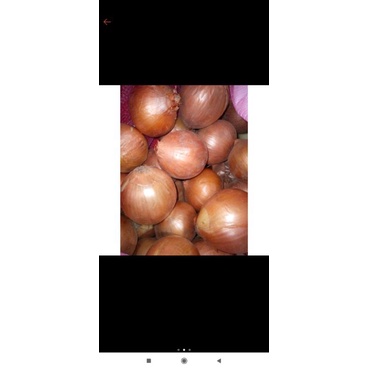 

Bawang Bombay 1000gr / 1kg