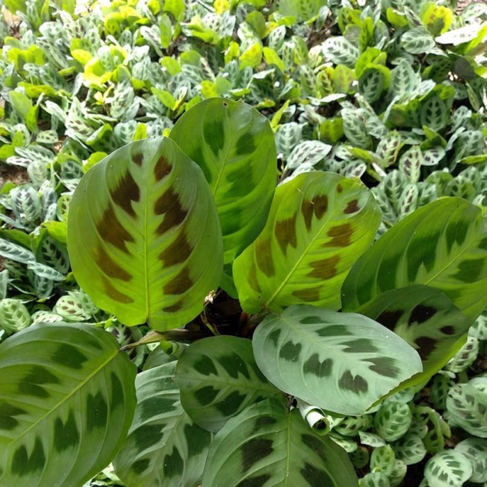 Calathea Levonero Kalatea Calatea Kalathea CLT-LEV-001