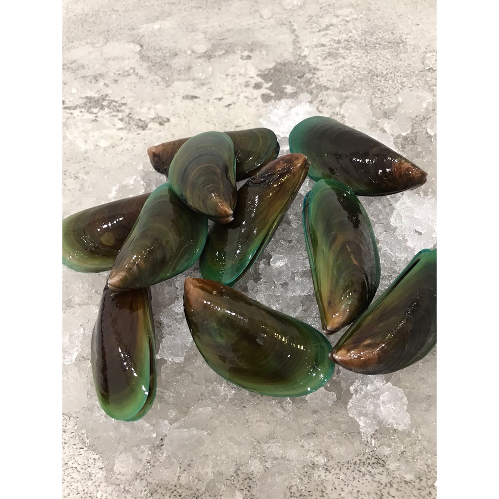 

Kerang Ijo | Green Mussels | Fresh Frozen