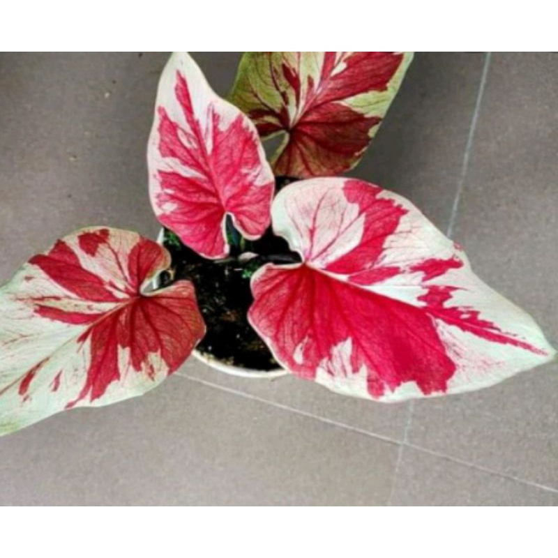 THAI SERIES CALADIUM DEWASA/KELADI HYBRID THA SERIES/KELADI HYBRID LOVE SHOP MILLENIAL