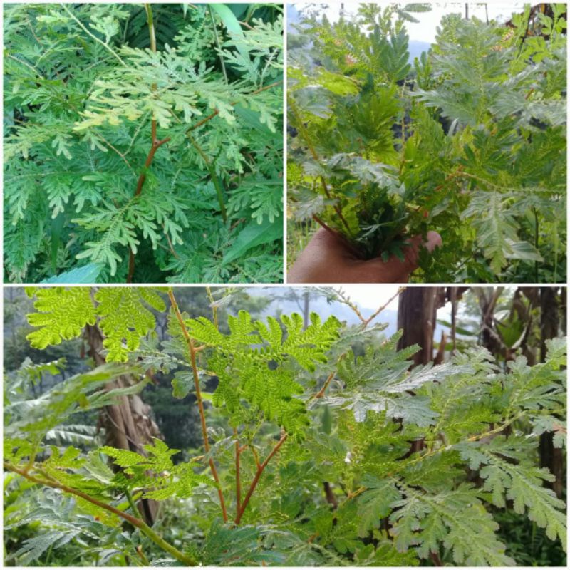 

100 gram pohon rane / cakar ayam