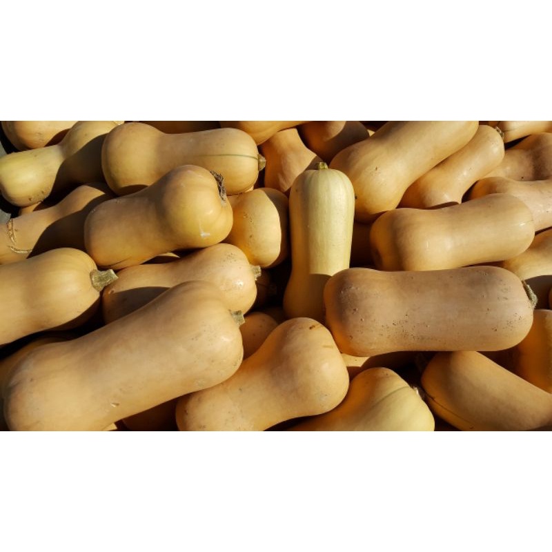 benih labu madu/labu butternut