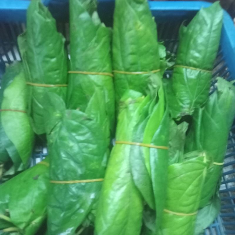 

daun sirih segar 50 grm isi (10-12)lembar