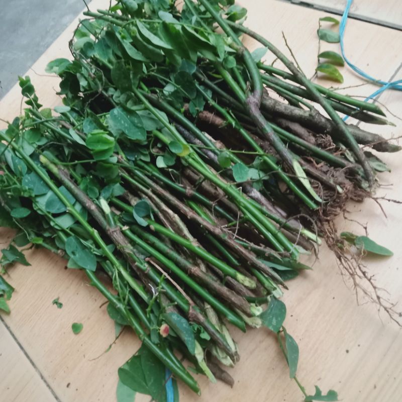 Benih Tanaman Obat Tanaman Katup 10 Batang(stek)