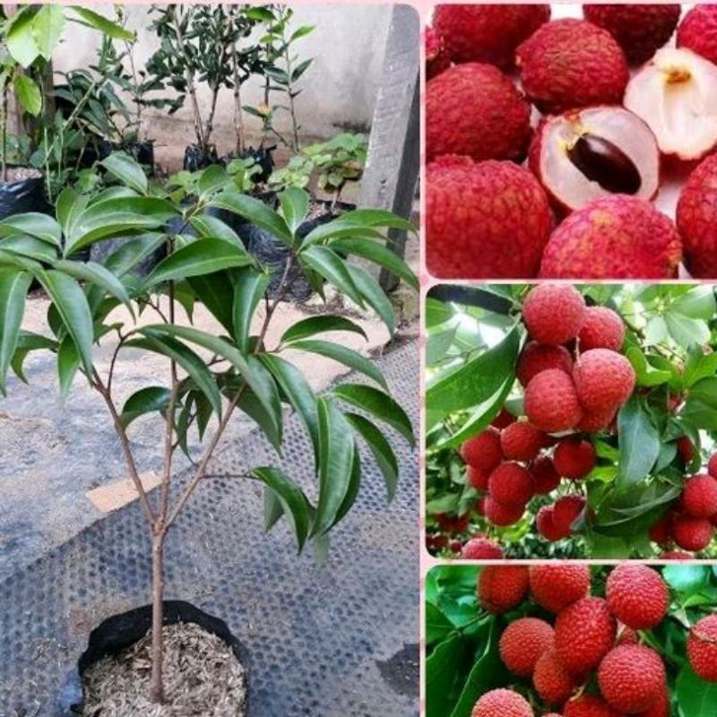 bibit pohon Leci Kom/Leci merah hasil cangkok