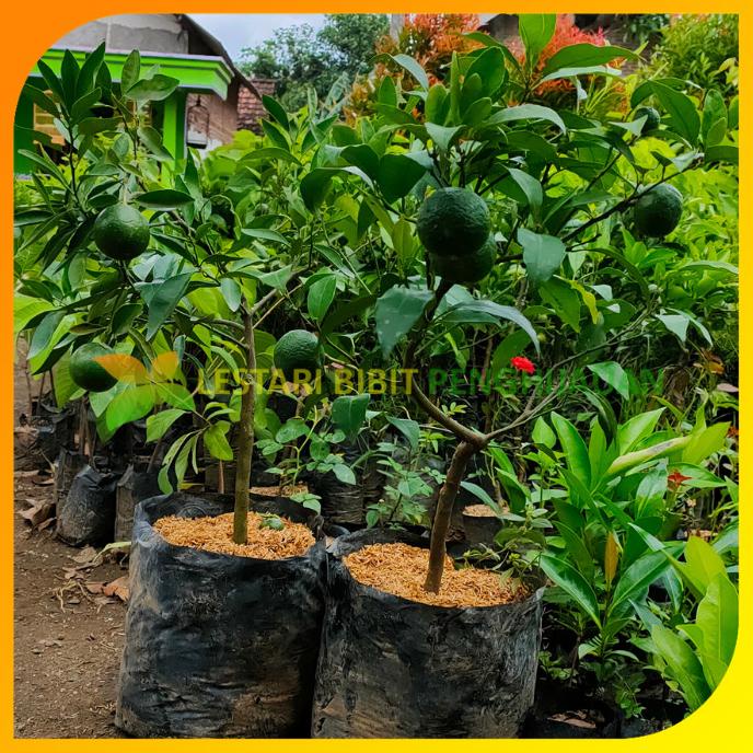 joss Bibit Jeruk Santang Madu Berbuah viral