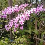 MANTANGAI KALIMANTAN PASCA BUNGA