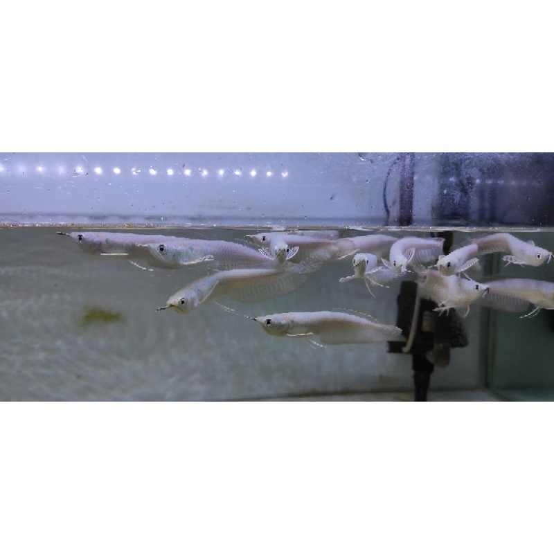 Arwana Silver Brazil 16-20 cm