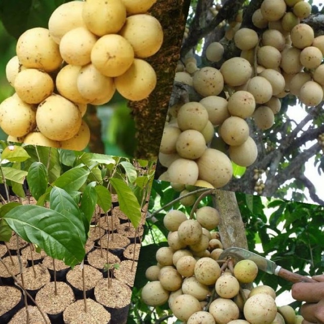 Bibit Duku Palembang Tanpa Biji Unggul Pendek Siap Berbuah