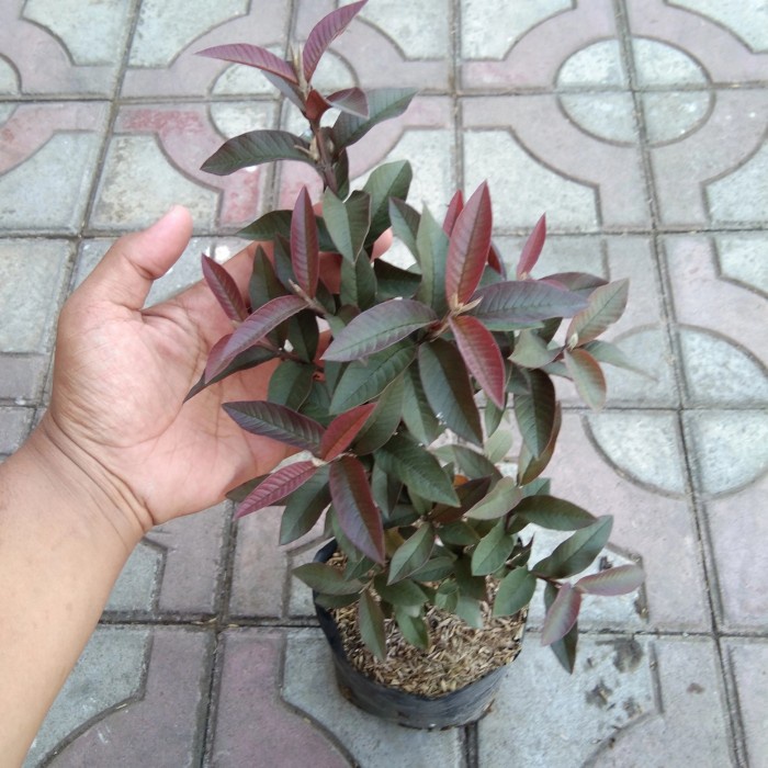 Bibit Tanaman Buah Jambu Hitam / Manggis GG22