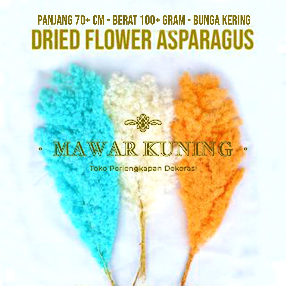 TOKOMAWARKUNING [ 1 Bundle ] Dried Flower Star Asparagus / Bunga Kering Asparagus Bintang
