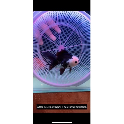 PELET KOKI DAN KOI HIGHT QUALITY GROWT & COLOUR SUPER GOLDFISH