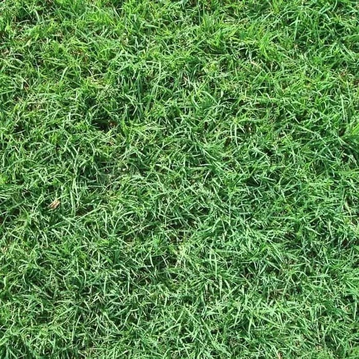 Benih - Bibit Rumput Taman