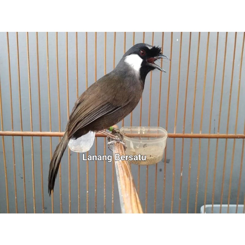 Burung poksay hongkong jantan bahan bunyi rajin