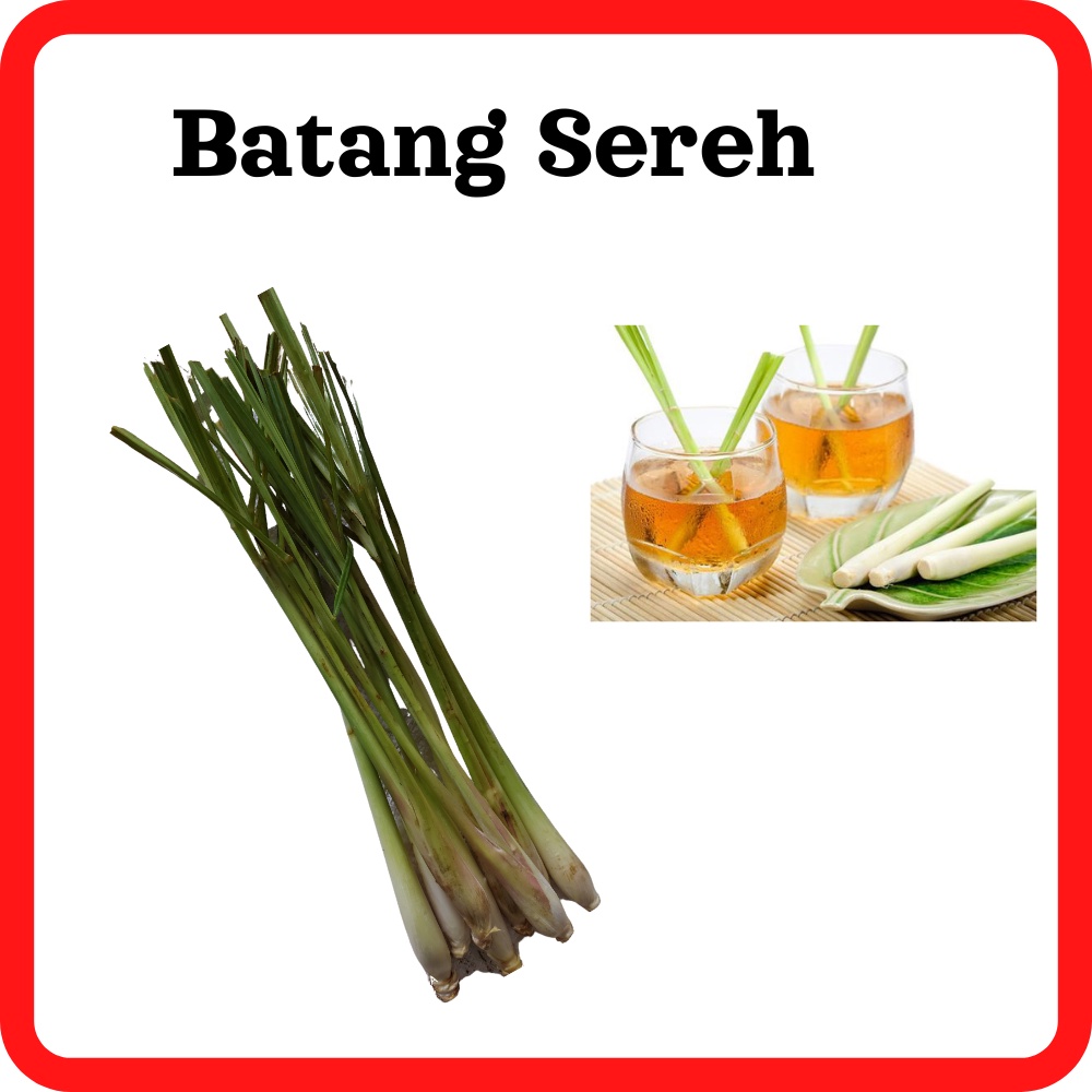 

Batang Sereh Serai Daun Sereh Segar Fresh Organik Bumbu Dapur 500 Gram 1 Kg