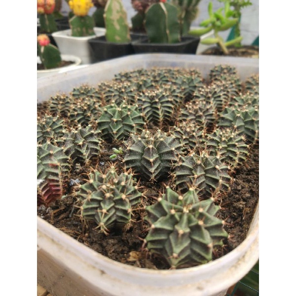 Kaktus LB Hybrid  / Kaktus Miha / Kaktus Medan