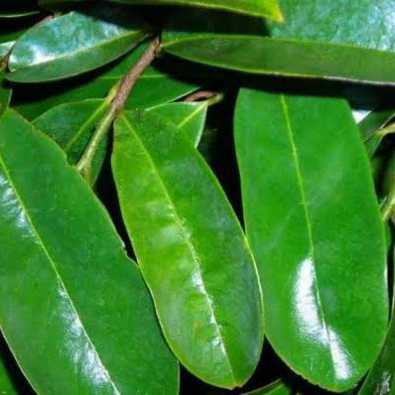 

Daun Sirsak Segar Fresh 100lembar Khasiat Pengobatan Herbal alami alternatif