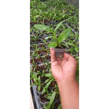 Jual Seedling Dendrobium Anggrek Dendrobium Bulat Bibit Anggrek Dendrobium Bulat Shopee