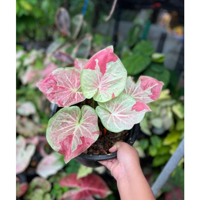 Tanaman Hias Keladi Shycol Thailand / Bunga Hias Keladi Anakan Shycol Thailand