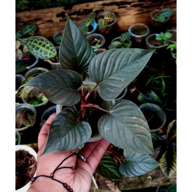 homalomena black born