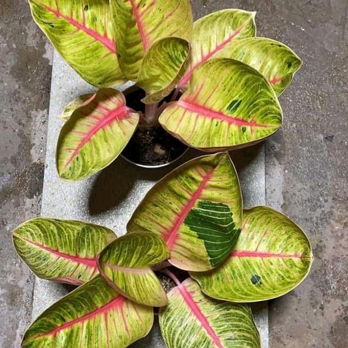 Aglonema Goliath Anakan