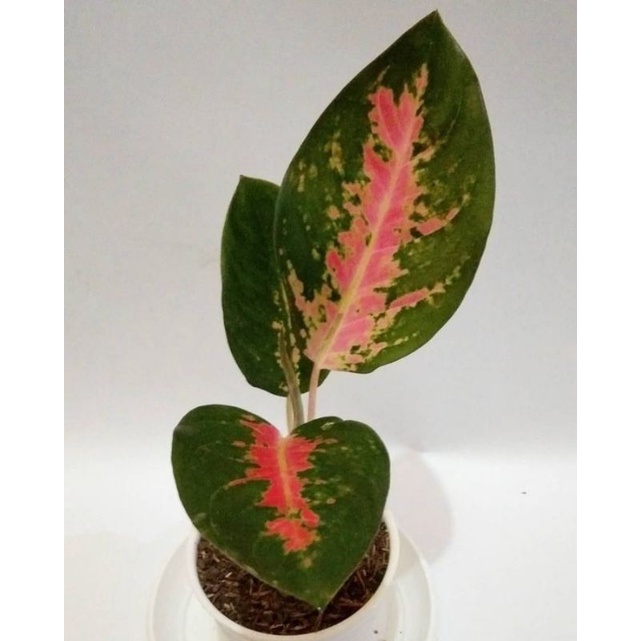 Aglonema kocin green / Aglonema Kocin Hijau