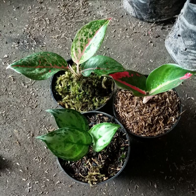 Tanaman hias aglonema baby lod,green compacta dan suksom.