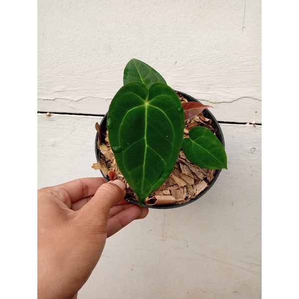 Anthurium Papililaminum X Dresleri Ukuran Remaja