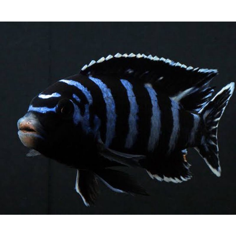 cichlid pseudotropheus demasoni