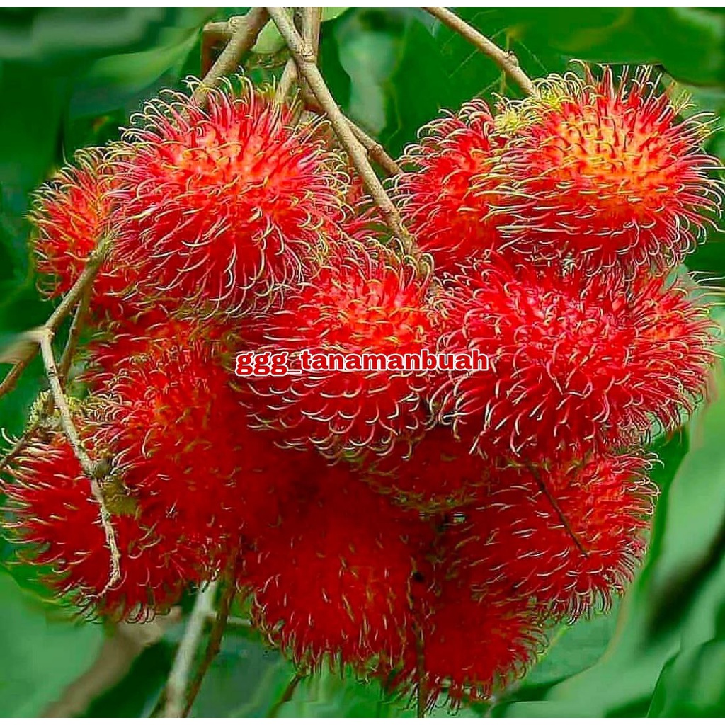 Bibit Rambutan Binjai Cepat Berbuah