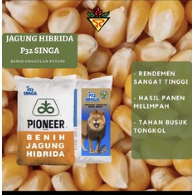 Benih jagung hibrida Pioneer 32 (Singa)