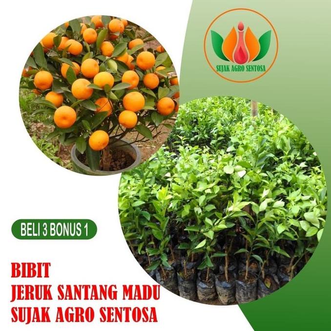 joss Bibit Buah Tanaman Jeruk Santang Madu viral
