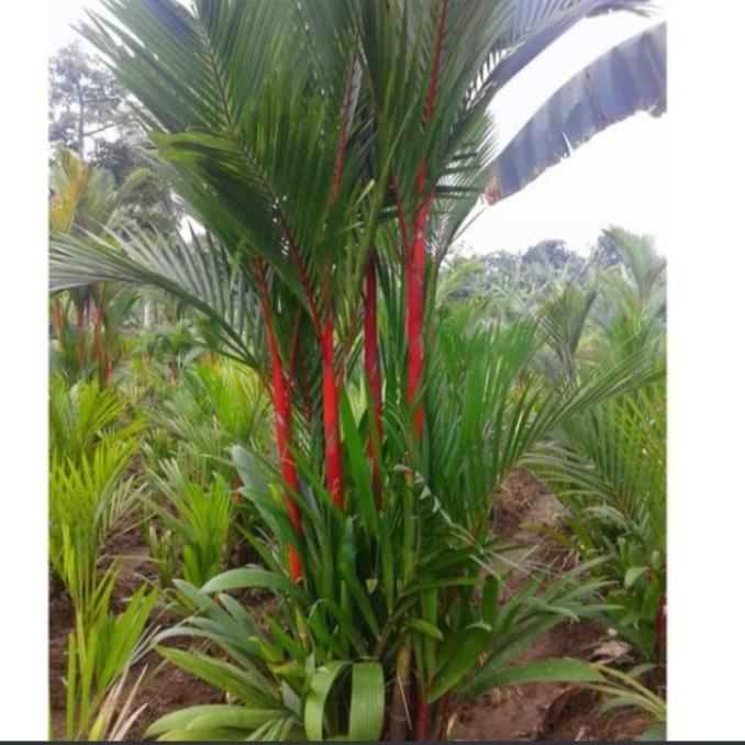 pohon palem merah tinggi 1 meter