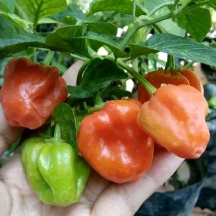 Benih Cabe Habanero