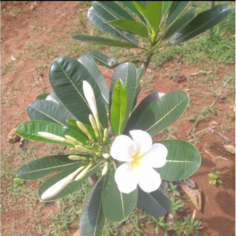 tanaman kamboja bali bunga putih kamboja jepun bali putih plumeria
